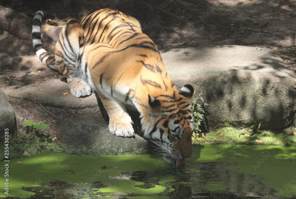 Fototapeta premium tiger
