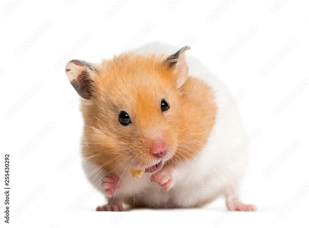 Golden Hamster feeding in front of white background