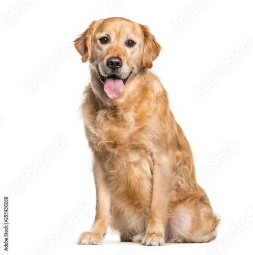 Golden Retriever sitting in front of white background