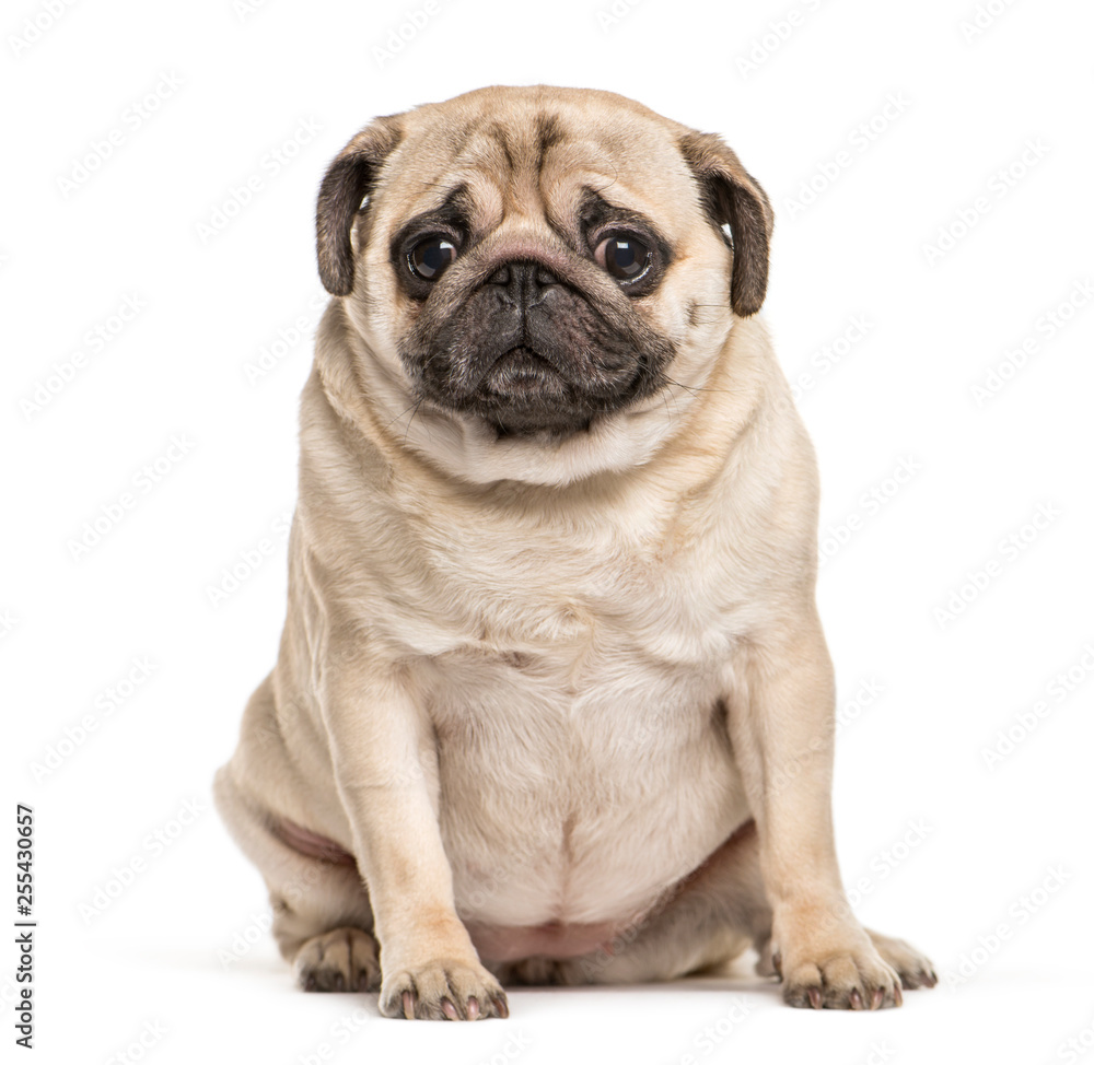 Pug sitting in front of white background Pug sitting in front of white background