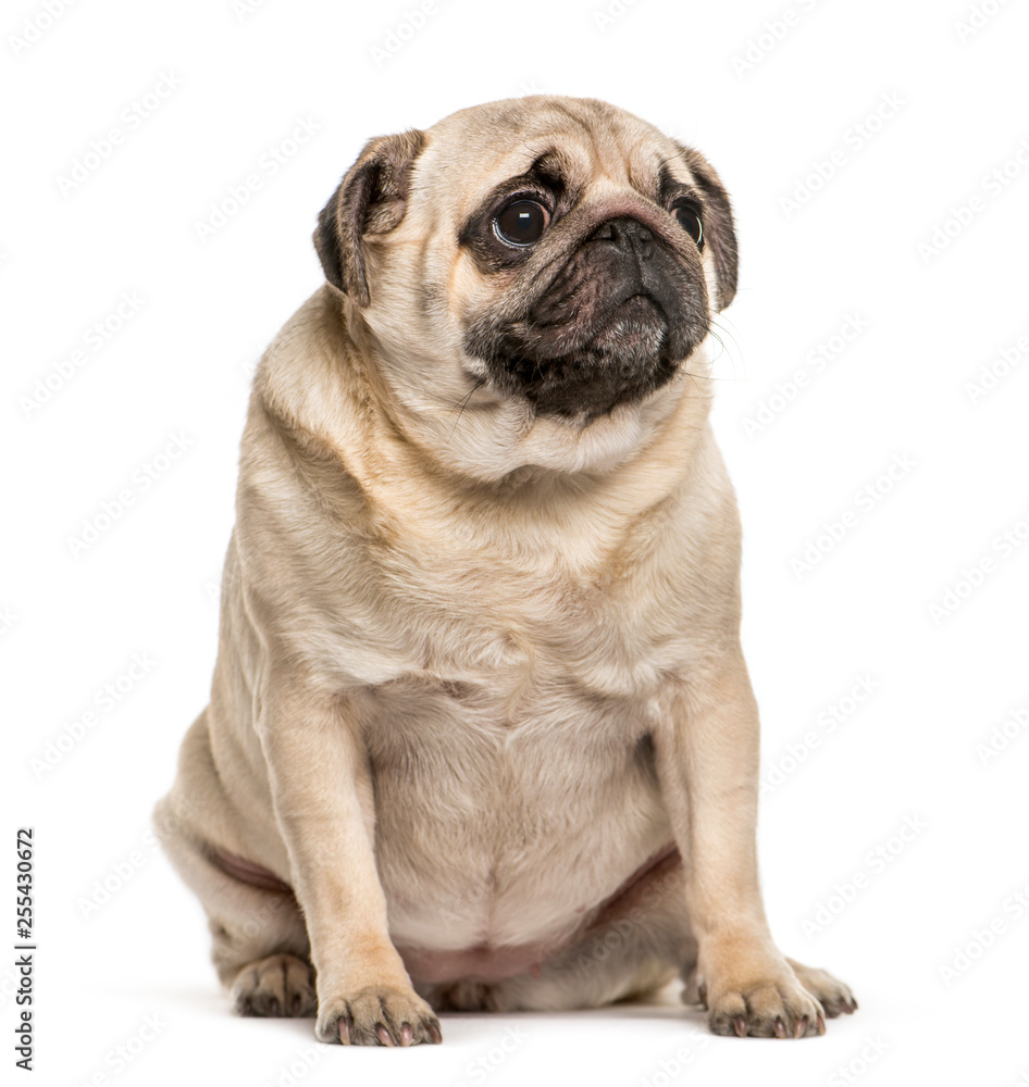 Pug sitting in front of white background