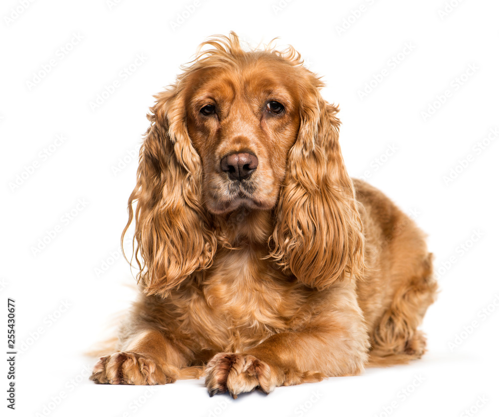 English Cocker Spaniel lying in front of white background