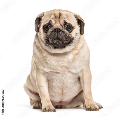 Pug sitting in front of white background © Eric Isselée