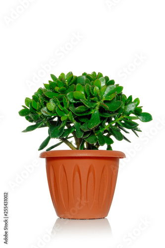 Crassula succulent green plant in a pot on a white background covered with water drops