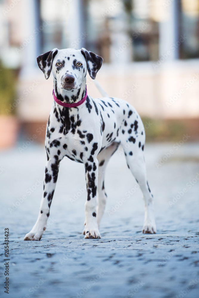 Young dalmatian dog standing on a street