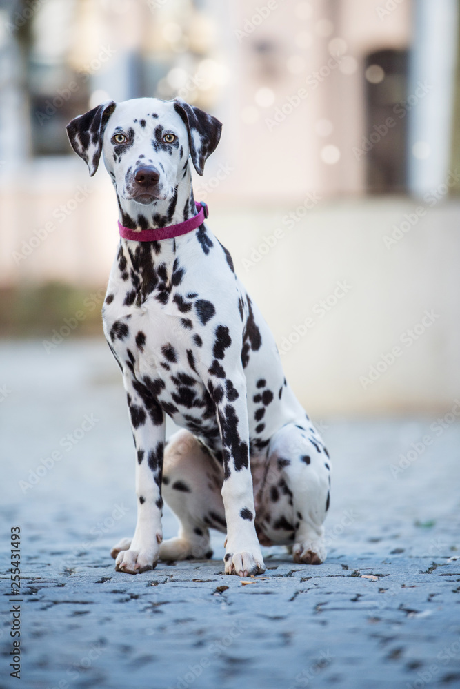 Dalmatian dog sitting in a pedestrian zone 	