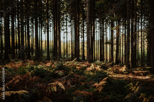 sunset in the forest