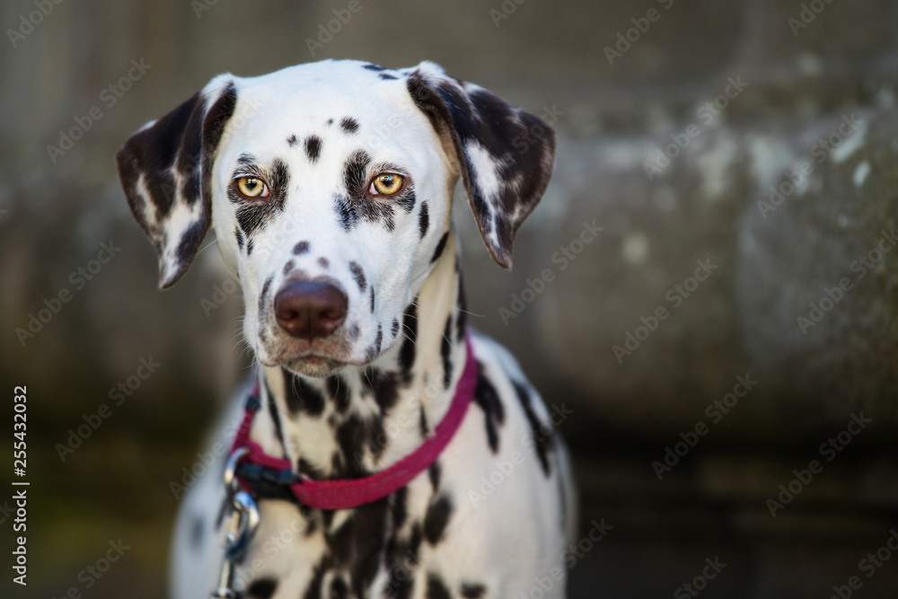 Dalmatian dog in the front of a house