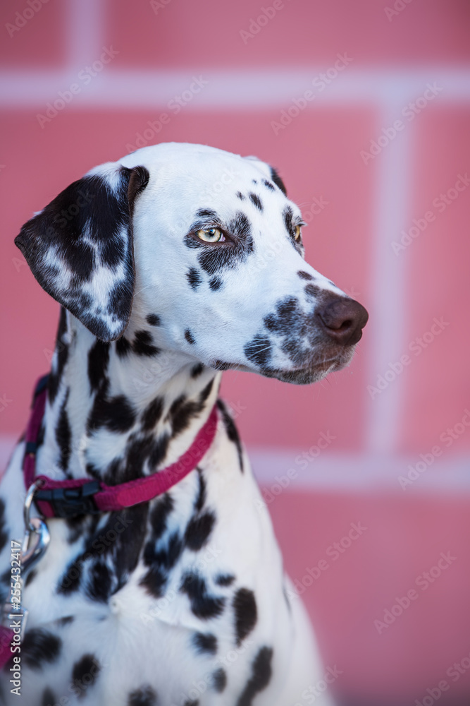 Young dalmatian dog in the front of a wall Young dalmatian dog in the front of a wall