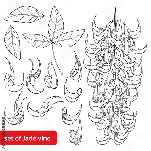 Set of outline Strongylodon flower bunch or turquoise Jade vine, bud and leaves in black isolated on white background.
