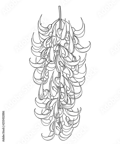 Bunch of outline Strongylodon flower or turquoise Jade vine in black isolated on white background.