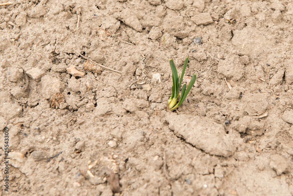 Fototapeta premium Germinated onion in soil close-up