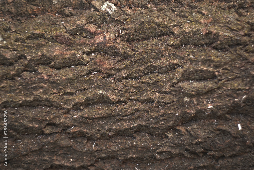 a tree bark background texture a tree bark background texture