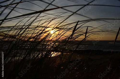 sunset through the grass and beach 