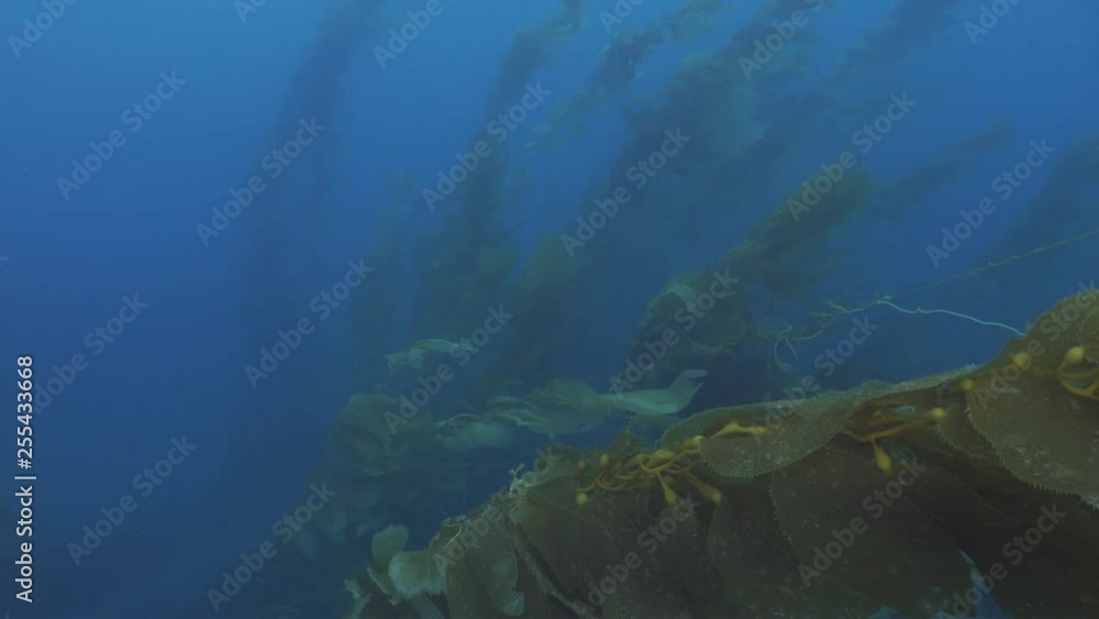 Kelp Flowing In Current Kelp Flowing In Current