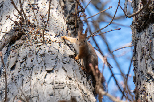 Eichhörnchen auf Baum © Patrick