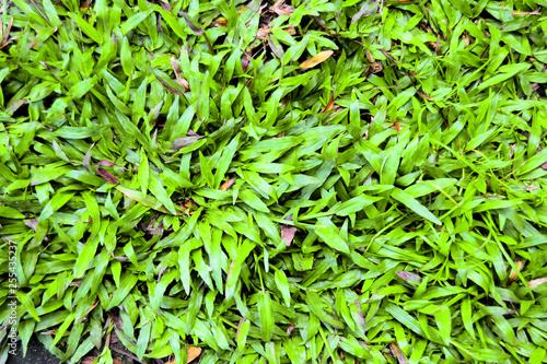 Background of a green grass. Green grass texture Green grass texture from a field
