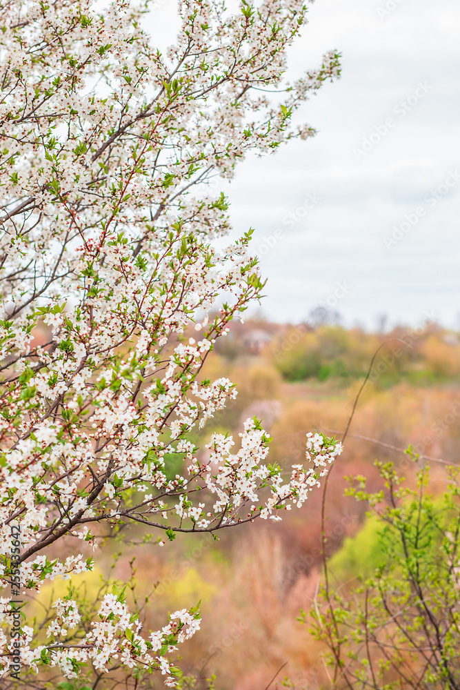 Fototapeta premium Blooming tree apricot branch in spring garden.