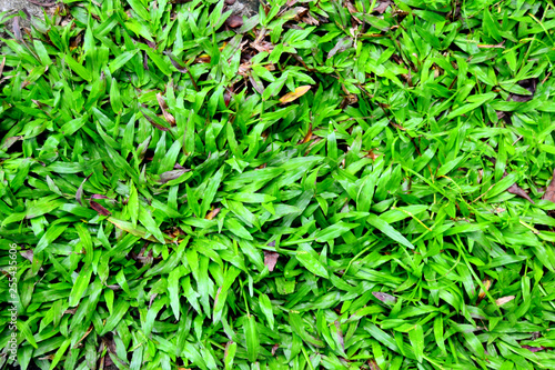 Grass in the park