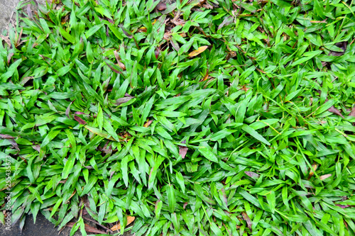 Background of a green grass. Green grass texture Green grass texture from a field