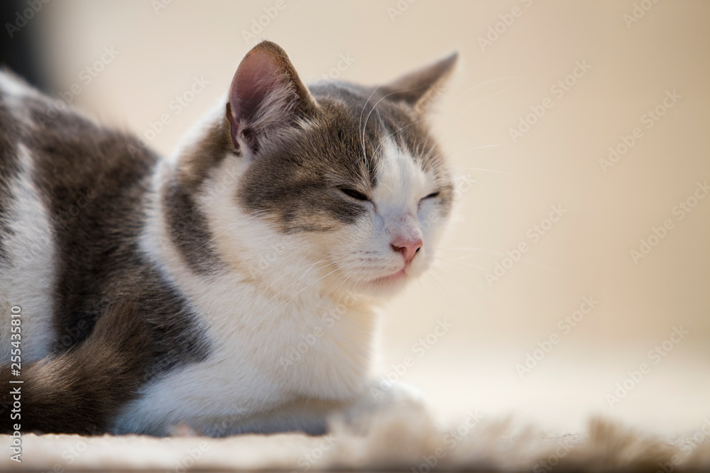 Profile portrait of young nice small cute smart white and gray domestic cat kitten with smiling expression on white copy space background. Keeping animal pet at home, wildlife concept.