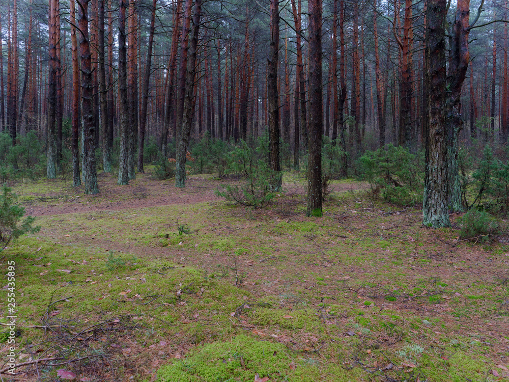 dark dense pine forest. tree trunks and shrubs dark dense pine forest. tree trunks and shrubs