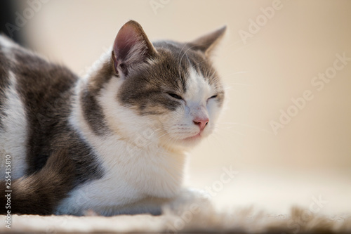Profile portrait of young nice small cute smart white and gray domestic cat kitten with smiling expression on white copy space background. Keeping animal pet at home, wildlife concept. © bilanol