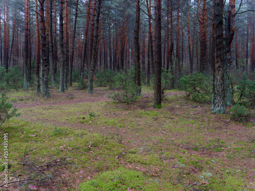 dark dense pine forest. tree trunks and shrubs