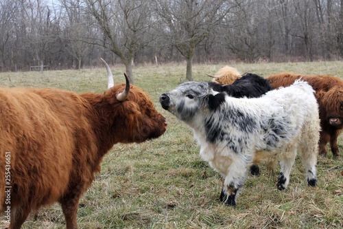 scottish highland cow calf on farm