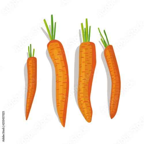 Vector illustration of row of carrots on the white background.