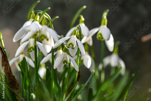 Wallpaper Mural Early flowering Snowdrops (Galanthus Amaryllidaceae) in sunlight Torontodigital.ca