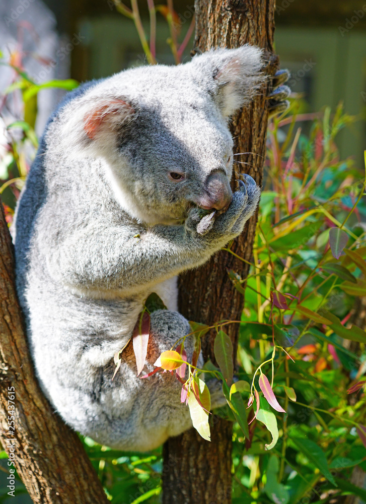 Fototapeta premium A koala on a eucalyptus gum tree in Australia
