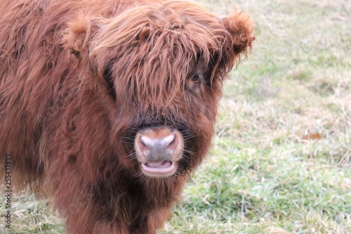highland calf