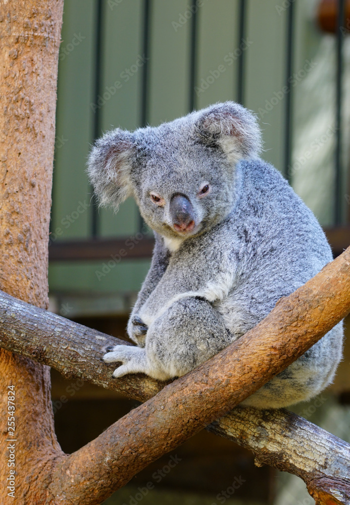 Fototapeta premium A koala on a eucalyptus gum tree in Australia
