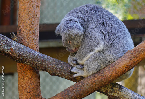 Canvas Print A koala on a eucalyptus gum tree in Australia