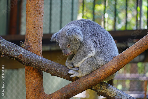 Canvas Print A koala on a eucalyptus gum tree in Australia
