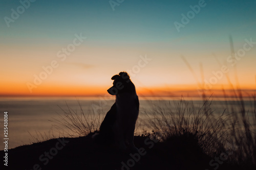 beautiful dog border collie sits on the edge of a cliff near the blue sea during an incredible sunset and looks into the camera. silhouette