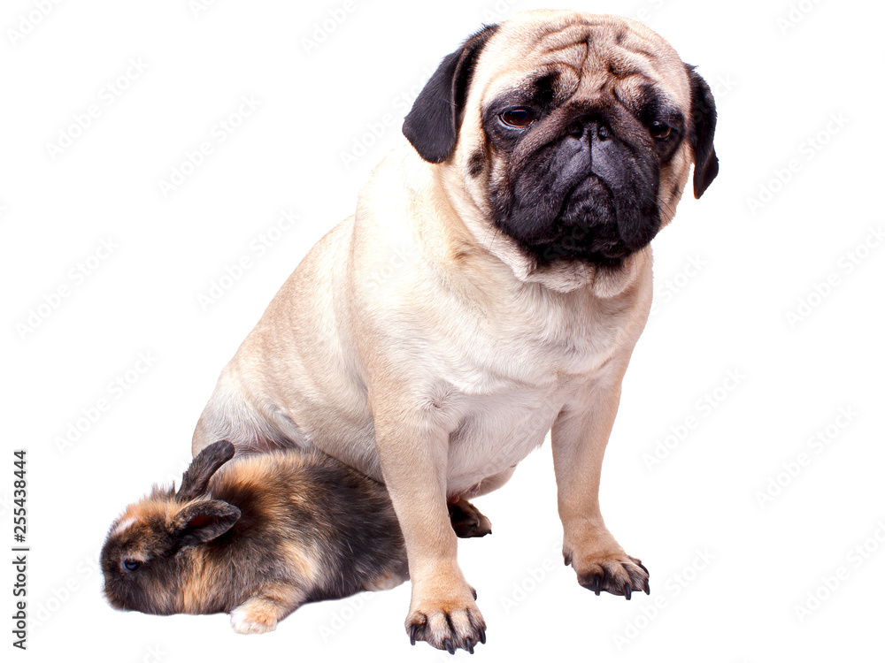 Fototapeta premium Very sad pug and rabbit isolated on white background