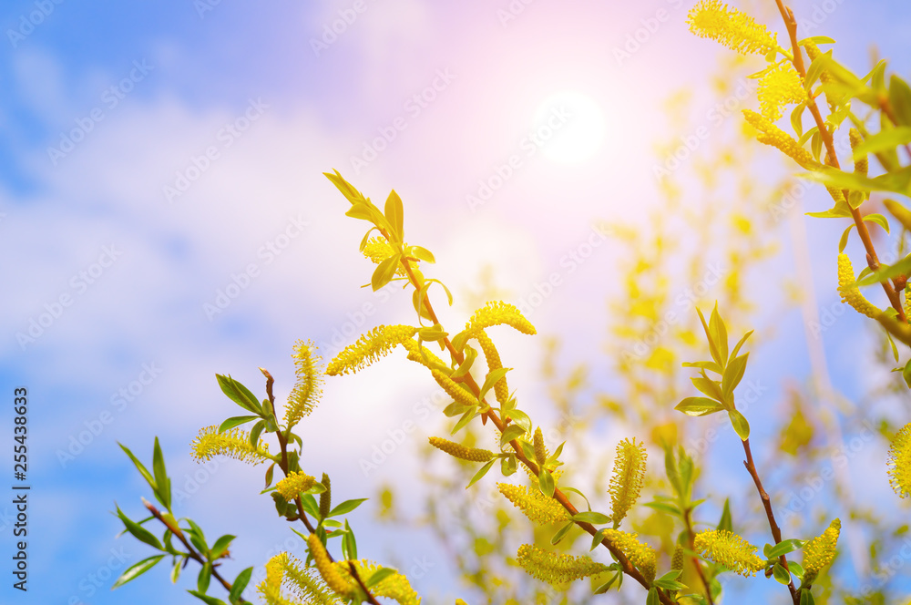 Obraz premium Willow twigs and sun on sky background. Easter and spring concept.