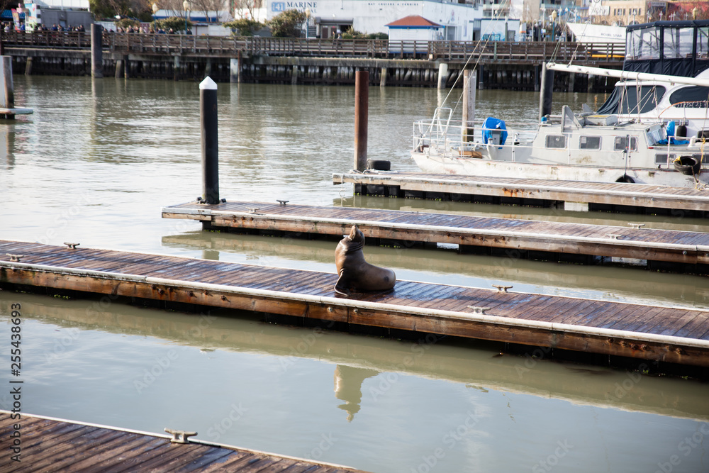 Fototapeta premium SAN FRANCISCO