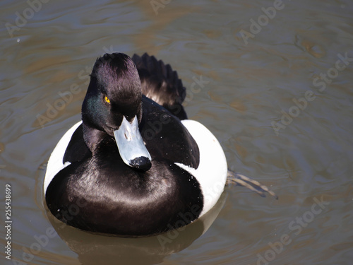 Aythya fuligula - Le Fuligule morillon mâle, un canard au plumage noir aux flancs blanc avec une petite huppe tombante sur la tête photo