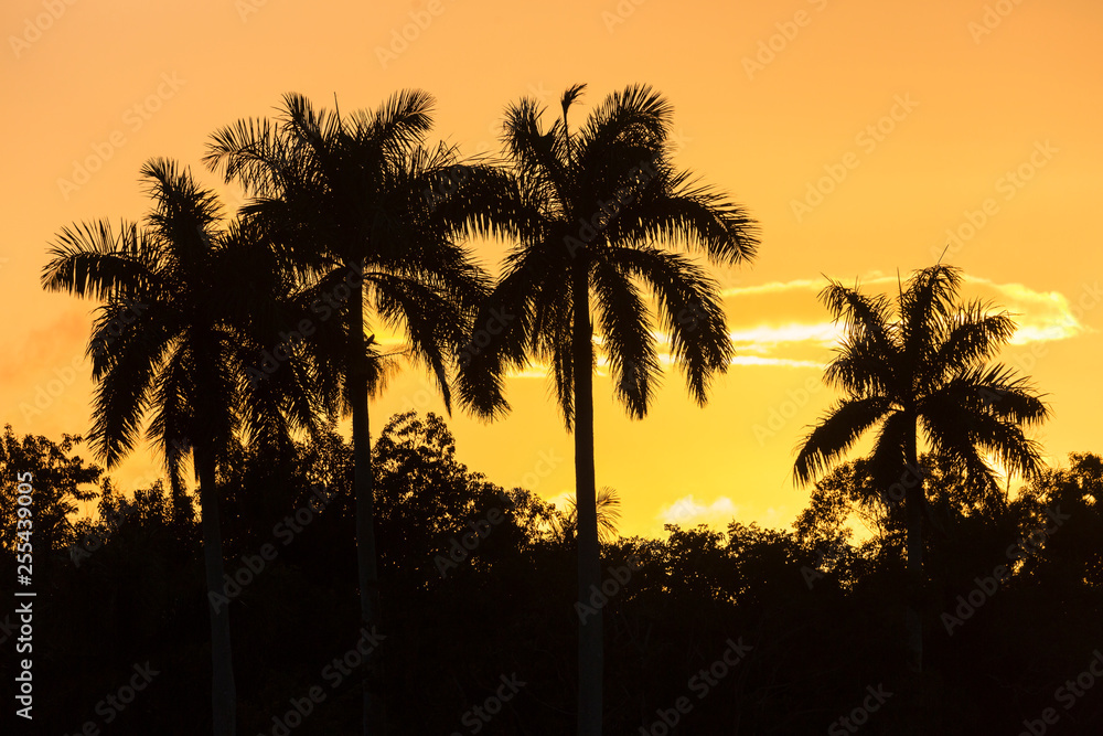 Landscape view of palm trees in Everglades National Park during the sunset (Florida).