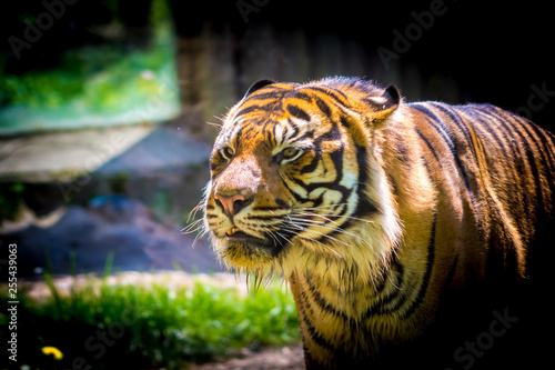 Fototapeta Naklejka Na Ścianę i Meble -  Tiger (latin name Panthera tigris sumatrae) animal wildlife photo