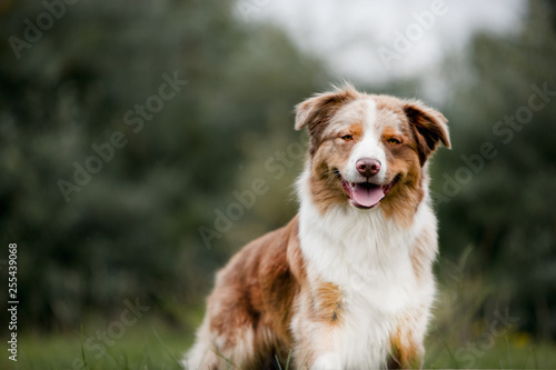 Fototapeta Naklejka Na Ścianę i Meble -  Portrait of chocolate dog border collie in forest