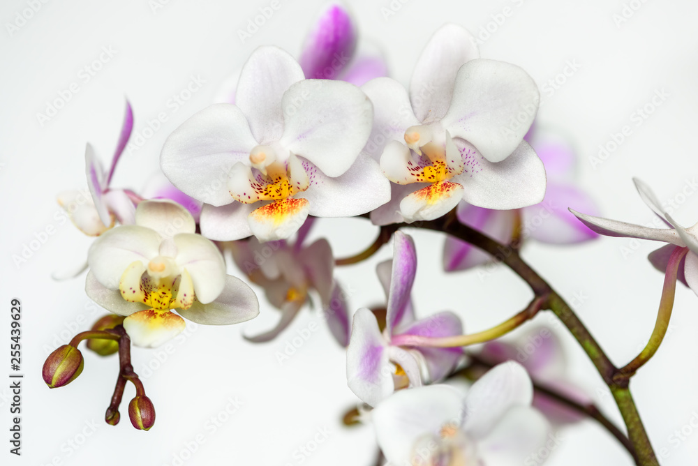 Beautiful orchid flower on white background. Beautiful orchid flower on white background.