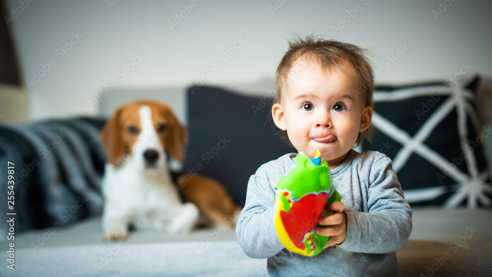 Baby with a Beagle dog in home. Family friendly dog in house. Baby with a Beagle dog in home. Family friendly dog in house.