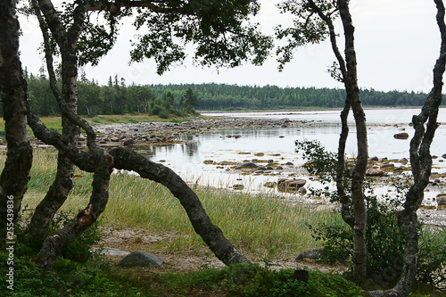 Karelian birch © Yakov