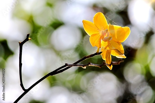 summer flowers