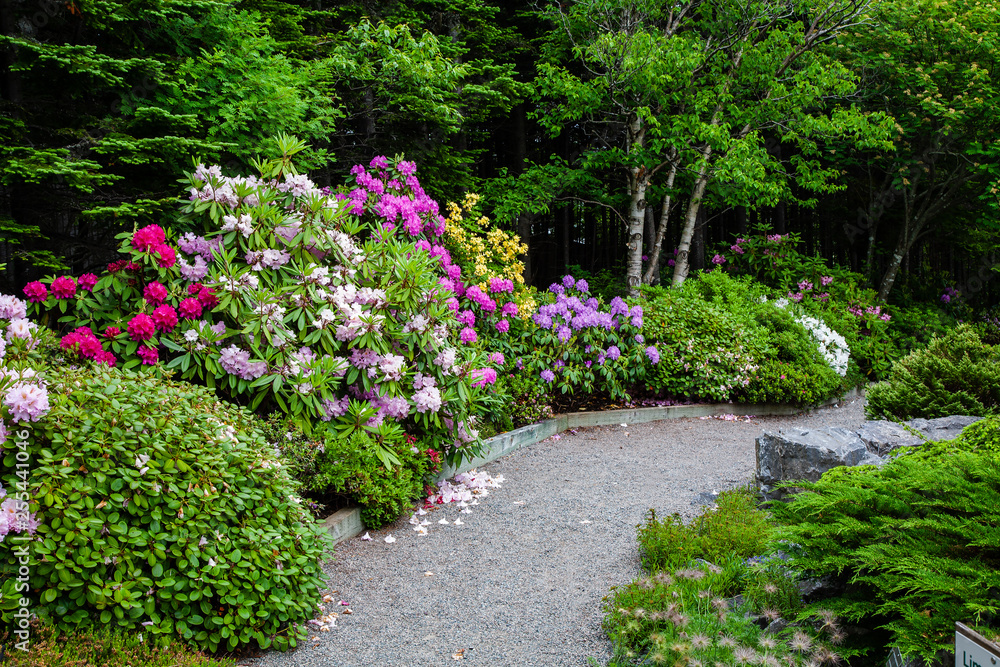 Beautiful shrub bed with azaleas and rhododendrons. Stock Photo | Adobe  Stock
