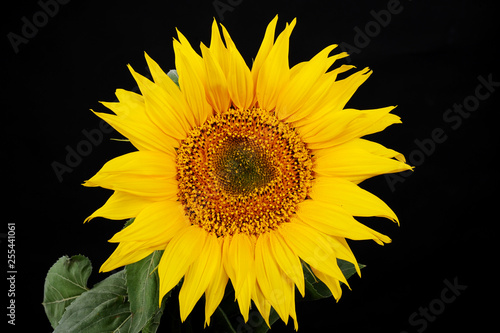 flower sunflower on black background